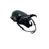 Three Horned Rhinoceros Beetle (Chalcosoma caucasus janssensi) - TaxidermyArtistry