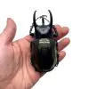 Three Horned Rhinoceros Beetle (Chalcosoma caucasus janssensi) - TaxidermyArtistry