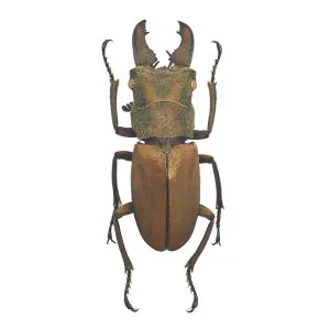 Tiny Longjaw Beetle cyclommatus dehaani Insect - TaxidermyArtistry