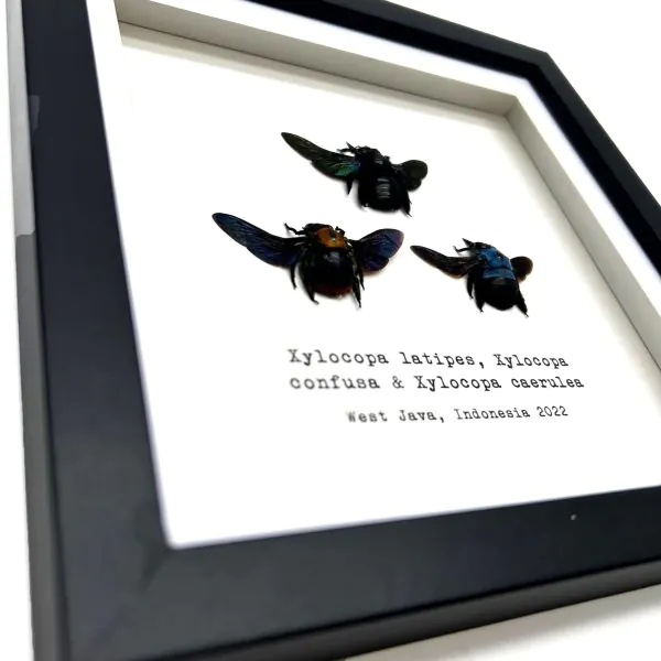 Triple Tropical Carpenter Bees (Xylocopa sp.) Frame - TaxidermyArtistry