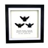 Triple Tropical Carpenter Bees (Xylocopa sp.) Frame - TaxidermyArtistry