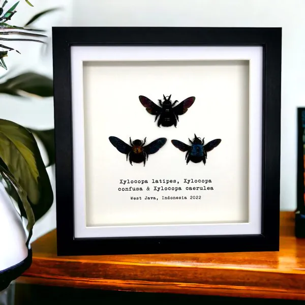 Triple Tropical Carpenter Bees (Xylocopa sp.) Frame - TaxidermyArtistry