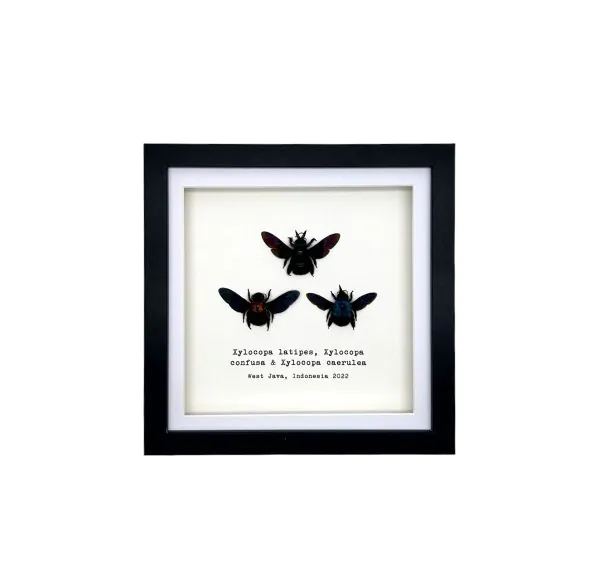 Triple Tropical Carpenter Bees (Xylocopa sp.) Frame - TaxidermyArtistry