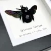 Tropical Carpenter Bee (Xylocopa latipes) Framed Specimen - TaxidermyArtistry