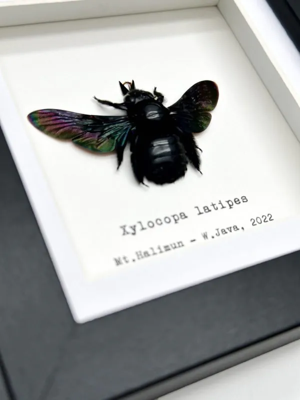 Tropical Carpenter Bee (Xylocopa latipes) Framed Specimen - TaxidermyArtistry