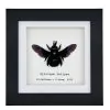 Tropical Carpenter Bee (Xylocopa latipes) Framed Specimen - TaxidermyArtistry