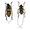 Tropical Longhorn Beetle PAIR M F, Longicorn (Nemophas rosenbergi) - TaxidermyArtistry