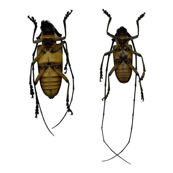 Tropical Longhorn Beetle PAIR M F, Longicorn (Nemophas rosenbergi) - TaxidermyArtistry