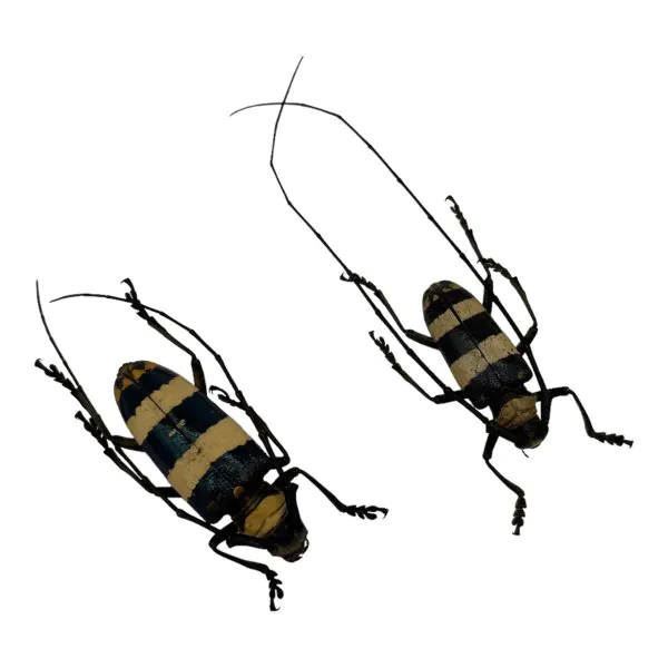 Tropical Longhorn Beetle PAIR M F, Longicorn (Nemophas rosenbergi) - TaxidermyArtistry