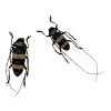 Tropical Longhorn Beetle PAIR M F, Longicorn (Nemophas rosenbergi) - TaxidermyArtistry