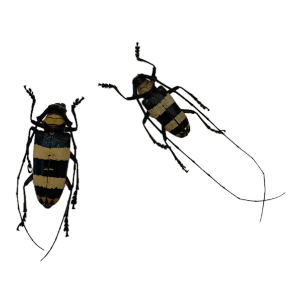 Tropical Longhorn Beetle PAIR M F, Longicorn (Nemophas rosenbergi) - TaxidermyArtistry