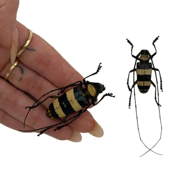 Tropical Longhorn Beetle PAIR M F, Longicorn (Nemophas rosenbergi) - TaxidermyArtistry