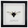 True Bug Cicada (cryptotympana acuta) Framed Specimen - TaxidermyArtistry