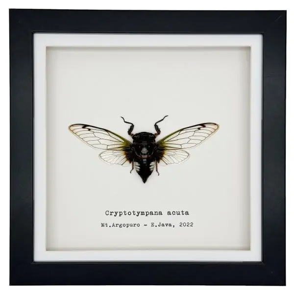 True Bug Cicada (cryptotympana acuta) Framed Specimen - TaxidermyArtistry