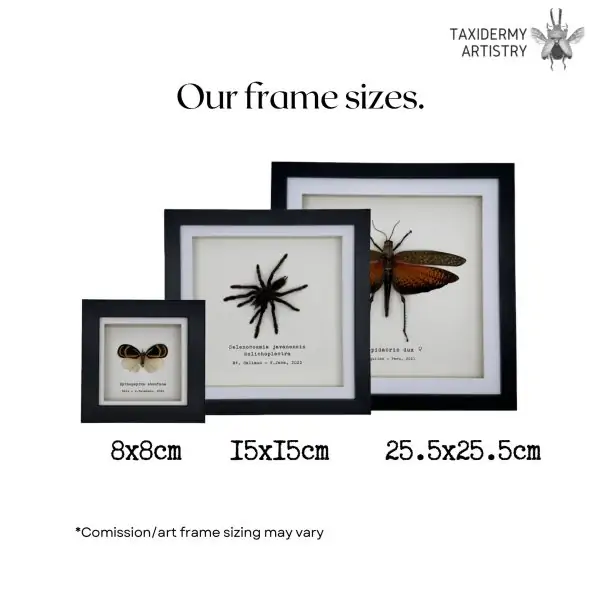 True Bug Cicada (cryptotympana acuta) Framed Specimen - TaxidermyArtistry