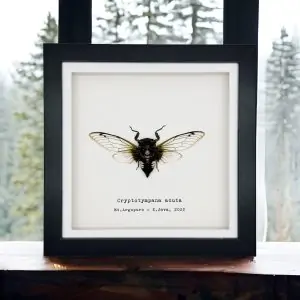 True Bug Cicada (cryptotympana acuta) Framed Specimen - TaxidermyArtistry