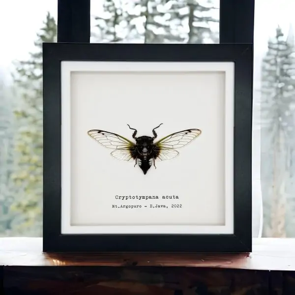 True Bug Cicada (cryptotympana acuta) Framed Specimen - TaxidermyArtistry