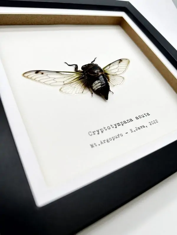 True Bug Cicada (cryptotympana acuta) Framed Specimen - TaxidermyArtistry