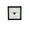 True Bug Cicada (cryptotympana acuta) Framed Specimen - TaxidermyArtistry