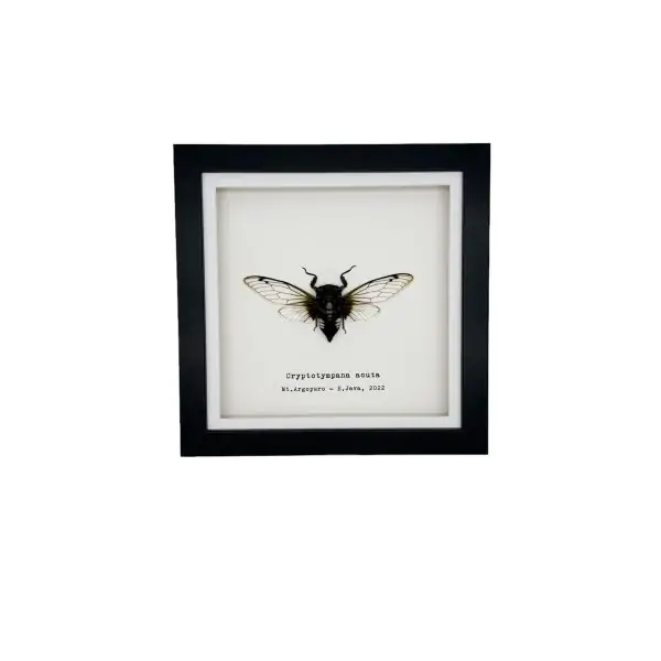 True Bug Cicada (cryptotympana acuta) Framed Specimen - TaxidermyArtistry