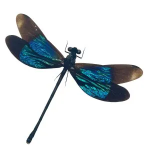 Turquoise Damselfly (Euphaea refulgens) (M) Specimen - TaxidermyArtistry