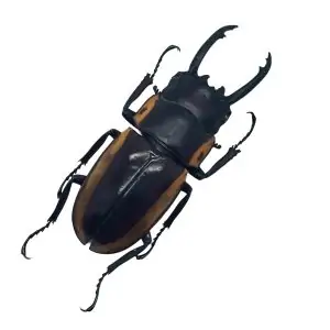 Two-Colour Longjaw Beetle Prosopocoilus bison magnificus Insect - TaxidermyArtistry