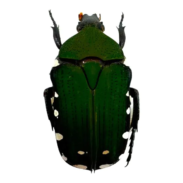 Velvet Green Flower Scarab Beetle (Glycyphana chewi) - TaxidermyArtistry