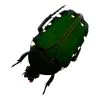 Velvet Green Flower Scarab Beetle (Glycyphana chewi) - TaxidermyArtistry