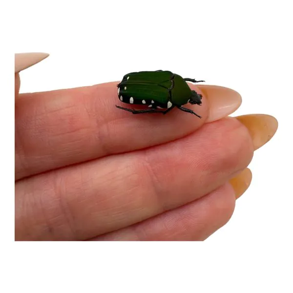 Velvet Green Flower Scarab Beetle (Glycyphana chewi) - TaxidermyArtistry