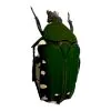 Velvet Green Flower Scarab Beetle (Glycyphana chewi) - TaxidermyArtistry