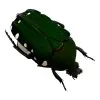 Velvet Green Flower Scarab Beetle (Glycyphana chewi) - TaxidermyArtistry