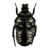 Velvet Green Flower Scarab Beetle (Glycyphana chewi) - TaxidermyArtistry