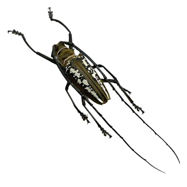 Wallace's Long-horn Beetle Insect (Batocera wallacei) - TaxidermyArtistry