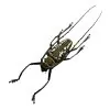 Wallace's Long-horn Beetle Insect (Batocera wallacei) - TaxidermyArtistry