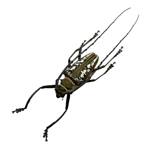 Wallace's Long-horn Beetle Insect (Batocera wallacei) - TaxidermyArtistry