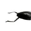 Whirlygig beetle (Dineutus politus) - TaxidermyArtistry