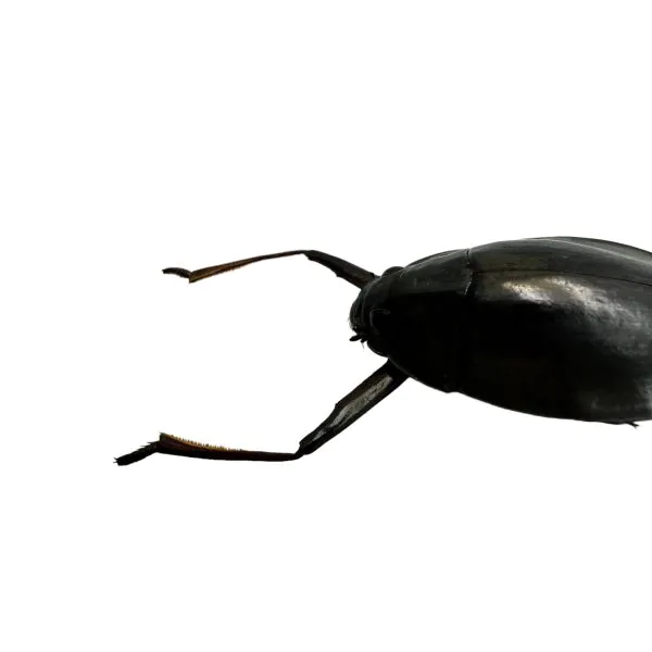 Whirlygig beetle (Dineutus politus) - TaxidermyArtistry