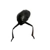 Whirlygig beetle (Dineutus politus) - TaxidermyArtistry