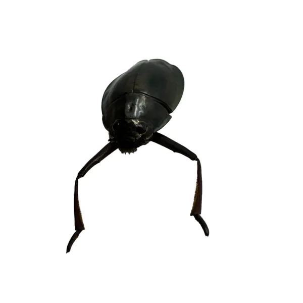 Whirlygig beetle (Dineutus politus) - TaxidermyArtistry