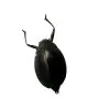Whirlygig beetle (Dineutus politus) - TaxidermyArtistry
