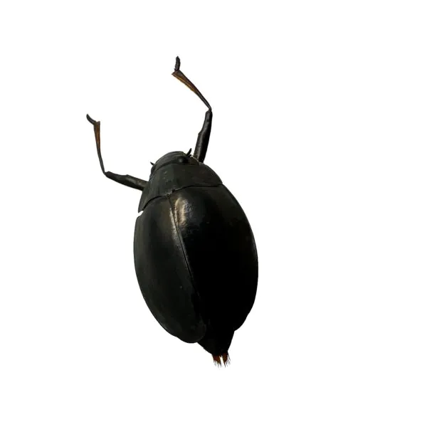 Whirlygig beetle (Dineutus politus) - TaxidermyArtistry
