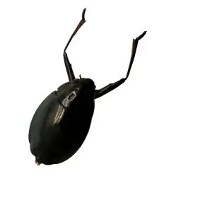 Whirlygig beetle (Dineutus politus) - TaxidermyArtistry