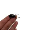 Whirlygig beetle (Dineutus politus) - TaxidermyArtistry