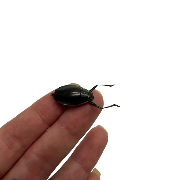 Whirlygig beetle (Dineutus politus) - TaxidermyArtistry