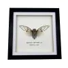 White Ghost Cicada Frame (Ayuthia spectabile) - TaxidermyArtistry