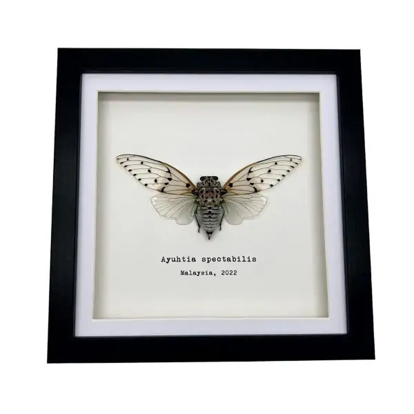 White Ghost Cicada Frame (Ayuthia spectabile) - TaxidermyArtistry