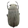 White Scarab Beetle (Cyphochilus insulanus) Melolonthidae Beetle - TaxidermyArtistry