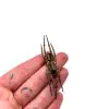 Wolf Spider (Lycosidae sp) - TaxidermyArtistry