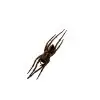 Wolf Spider (Lycosidae sp) - TaxidermyArtistry