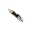 Wolf Spider (Lycosidae sp) - TaxidermyArtistry